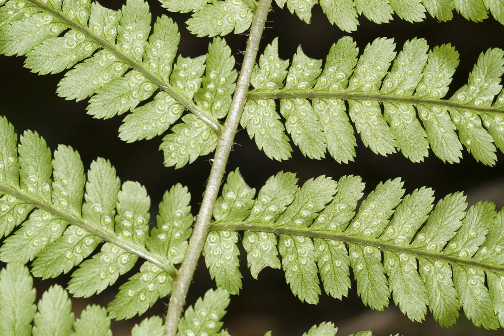 Una bella felce - Dryopteris sp.